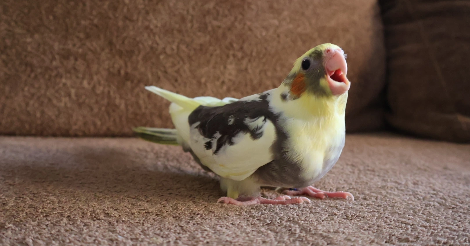 Calopsita