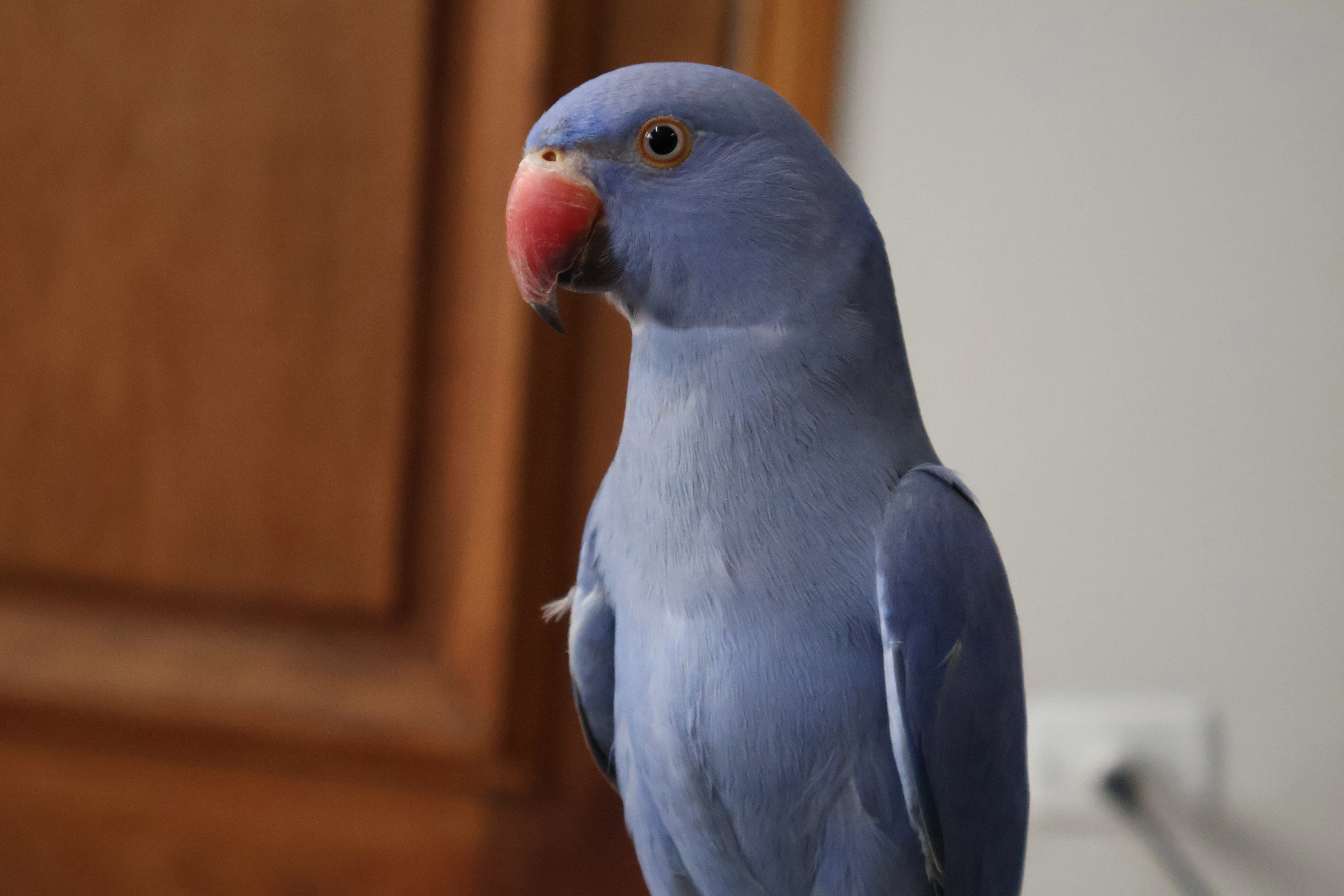 Ring Neck