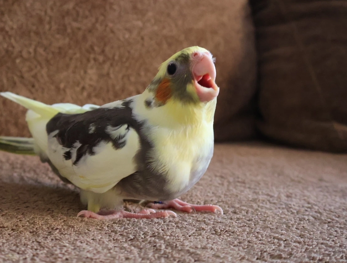 Calopsita