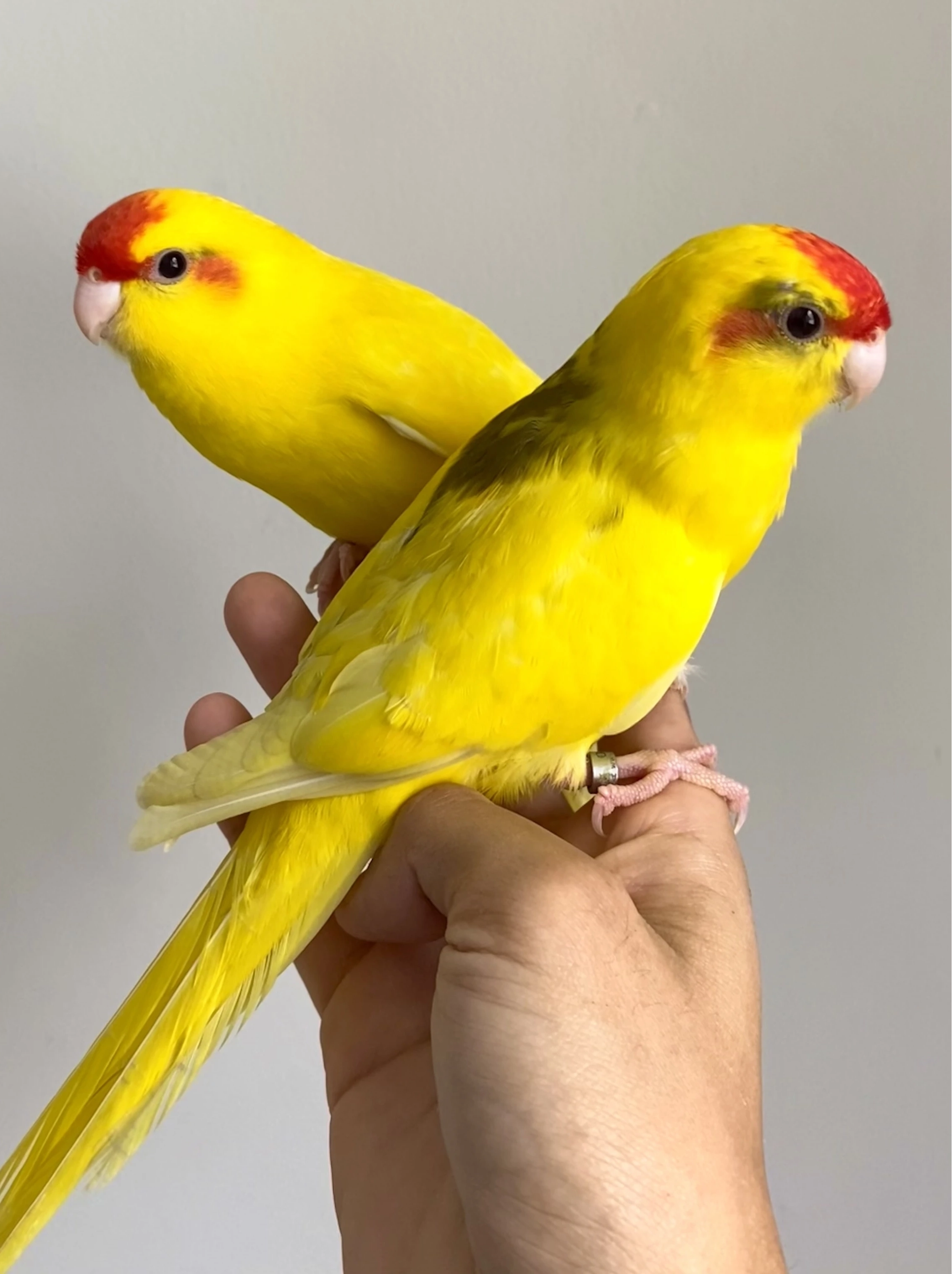 Kakariki