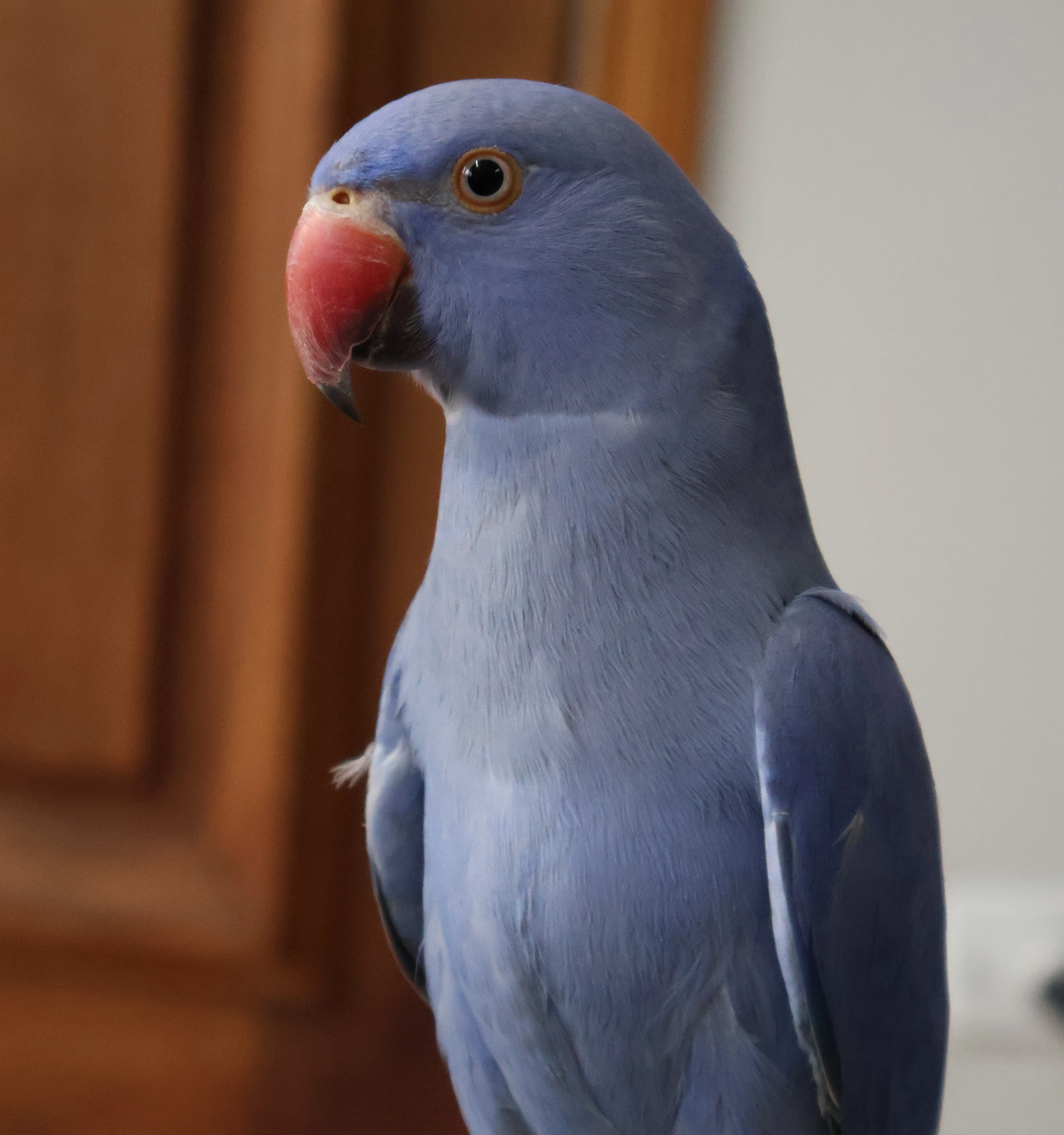 Ring Neck