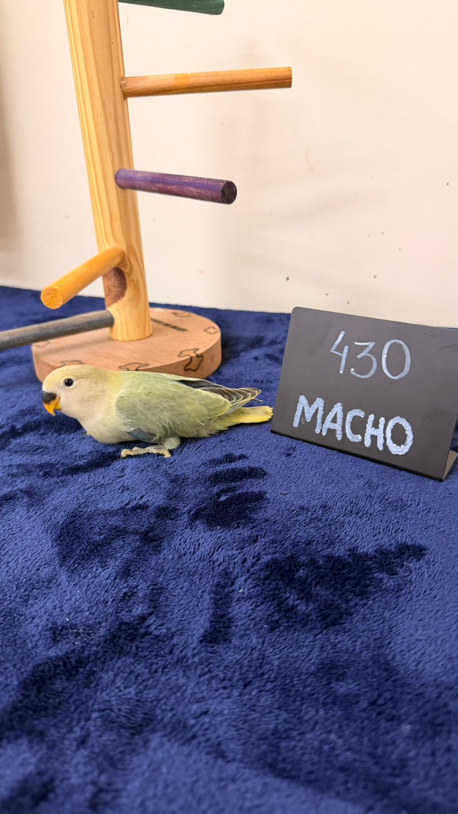 Agapornis Roseicollis Macho Verde