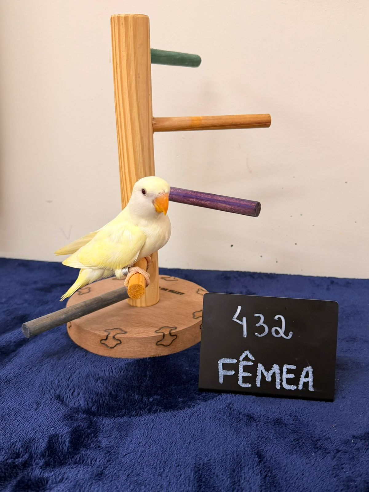 Agapornis Roseicollis Femea Cremina