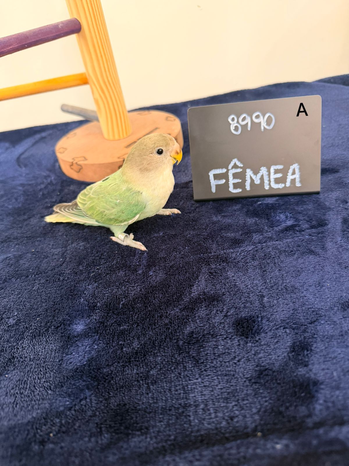 Agapornis Roseicollis Fêmea Aqua