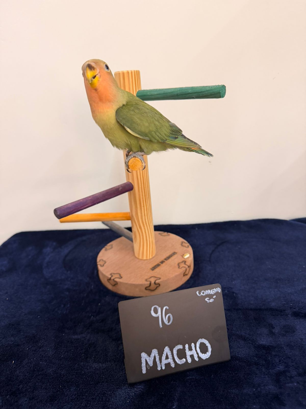 Agapornis Roseicollis Macho Verde