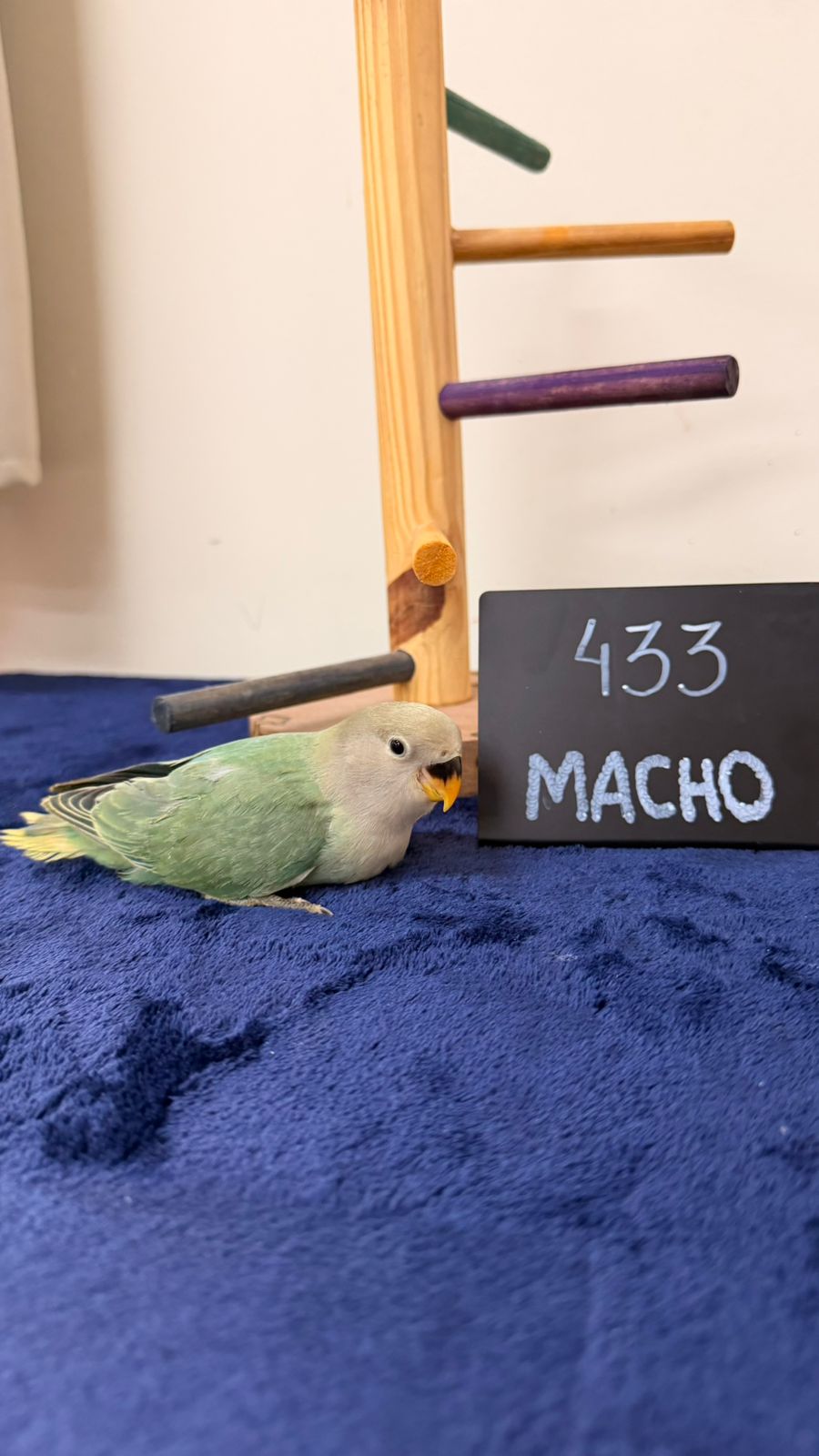 Agapornis Roseicollis Macho Aqua