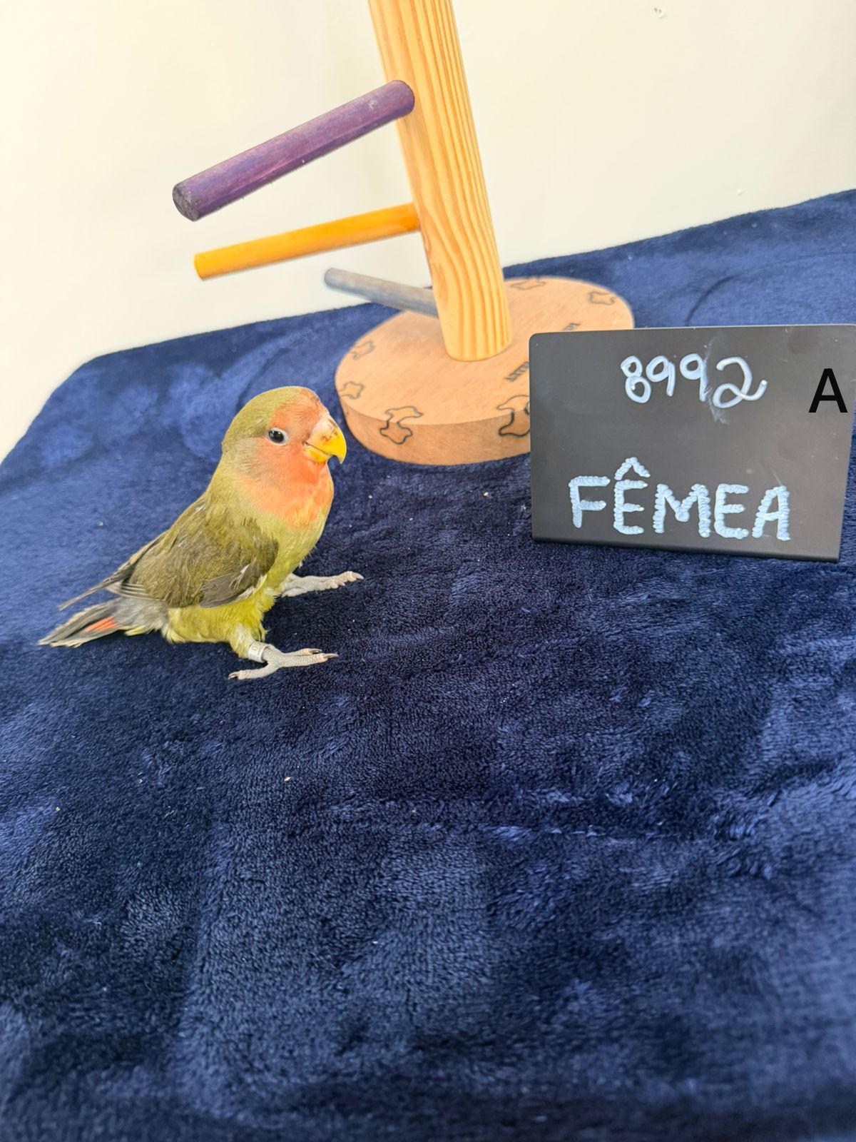 Agapornis Roseicollis Fêmea Verde