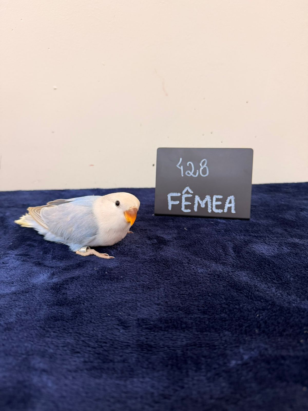 Agapornis Roseicollis Fêmea Opalina Azul Canela