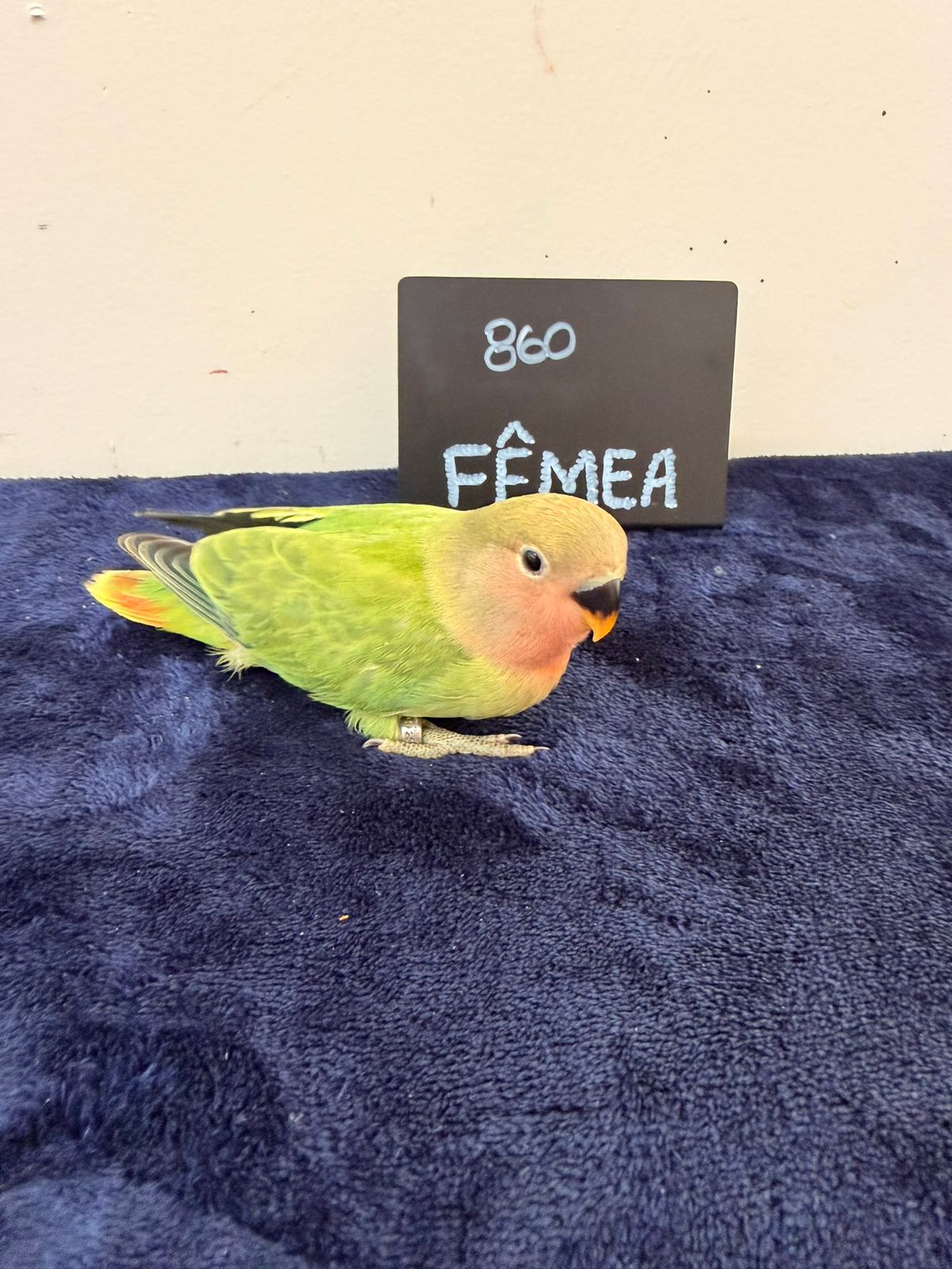 Agapornis Roseicollis Fêmea Verde