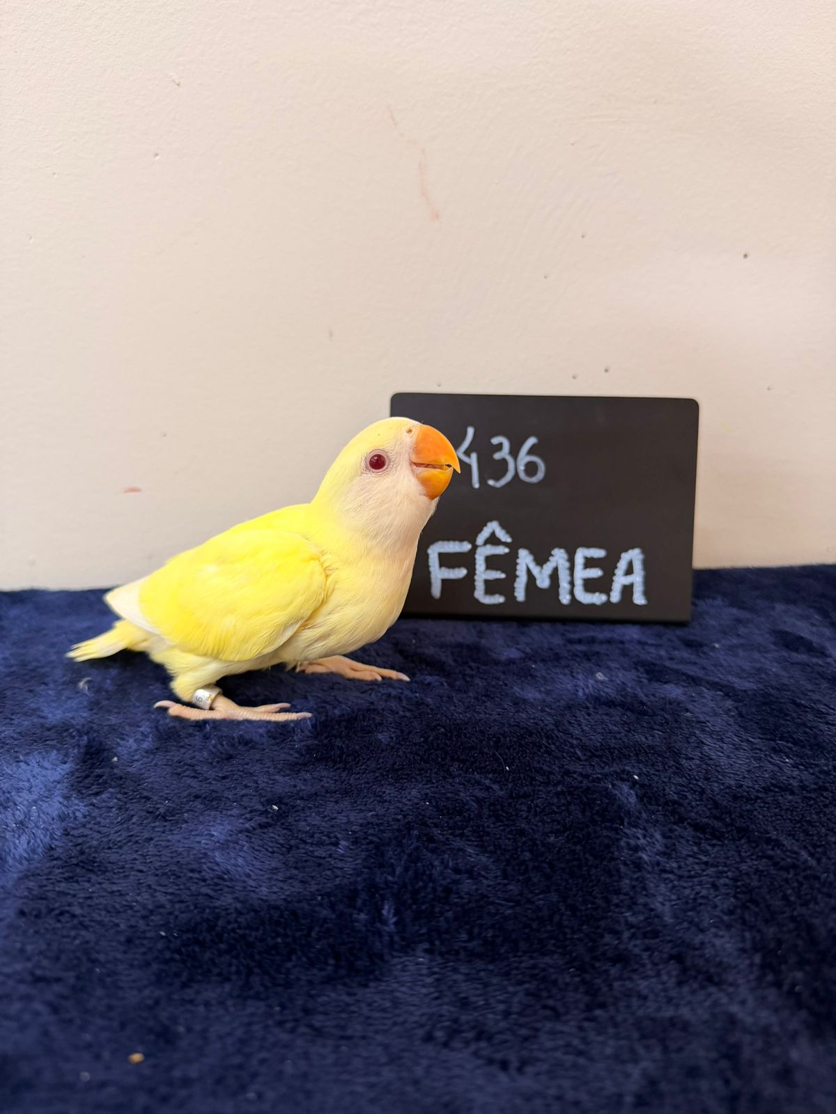 Agapornis Roseicollis Fêmea Cremina